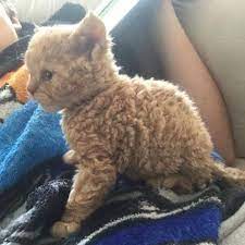 katzchen mit locken diese mieze hat unsere herzen erobert rex cat curly cat cat breeds