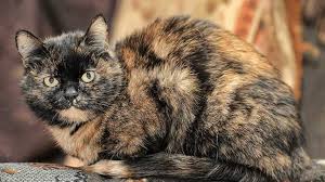 Tortoiseshell Kedileri Pet Haber Gazetesi