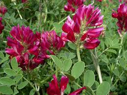 Image result for Hedysarum