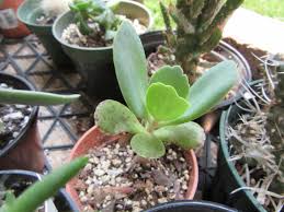 Image result for Kalanchoe marmorata
