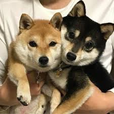 Black And Tan Teacup Shiba Inu Puppy Image Result For Mame Shiba Inu Black Puppy Cute Animals Shiba Inu Dog Japanese Dogs