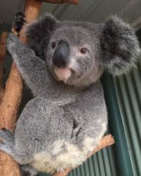 Koalas They Love Naps They Re Grumpy And They Just Cling To Things And Cuddle Me Baby Animals Cute Funny Animals Cute Animals