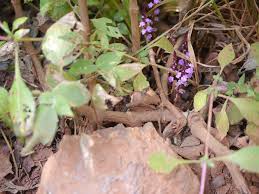 Image result for Striga gesnerioides