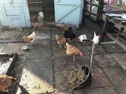 How do you protect free range chickens? How Long To Keep Chickens In Coop Before Free Range Chicken Chicks Info