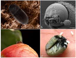 Learn more about controlling pests, weeds, aquatic vegetation. Agronomy Free Full Text Climate Change Carbon Dioxide And Pest Biology Managing The Future Coffee As A Case Study Html