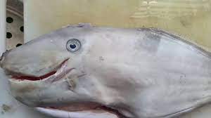 Tepung ikan seperti yang terbuat. Cara Nak Siang Ikan Ayam Barat Youtube