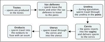 Stages Of Reproduction Human Reproduction Siyavula