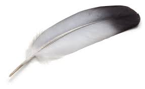They represent peace but are also somewhere between white and black, so they can represent confusion or trying to work out an answer. The Types Of Feathers And Meanings A Message From The Angels