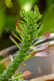 Cacti do not absorb radiations, nor are magnets for harmful radiation, and you needn't be concerned about your computer usage. Rat Tail Cactus Is An Auspicious Beautiful Tree A Cactus Plant Stock Photo Picture And Royalty Free Image Image 120401874