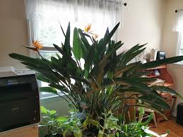 We go over watering, temperature, sunlight exposure, and fertilizing. Bird Of Paradise Indoors Gardening
