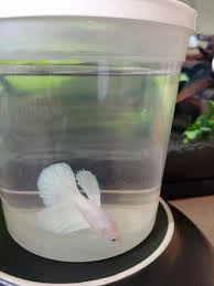 Bettas can breathe from their labyrinth organ which enables the. Finally Found A Platinum Betta Went Into Petsmart For Cat Litter But Couldn T Resist Don T Worry He S Going In A Planted 10 Gal Bettafish