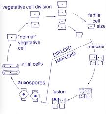 The Diatom Life Cycle Diatom Life Cycles Life