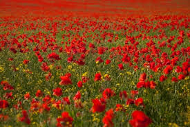 When was the wizard of oz made in color? Making The Most Of Our Poppies Authorcynthiaherron Com