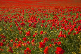Maybe you would like to learn more about one of these? Making The Most Of Our Poppies Authorcynthiaherron Com
