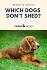 Hypoallergenic Dogs: 50+ Non-Shedding Dogs 2020