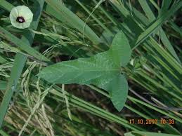 Image result for Hewittia