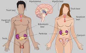 Keluarkan racun dalam badan anda dengan cara alami ini, dapatkan badan yang sehat bebas racun hanya dengan. Anatomi Tubuh Manusia Dan Fungsi Gambar Lengkap
