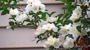 Purchased from elizabeth's flower shop. White Flowering Spring Bush Photograph By Kay Novy
