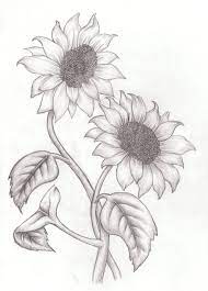 Maybe you would like to learn more about one of these? Sunflowers Sketch Pencil Drawings Of Flowers Sunflower Drawing Sunflower Sketches