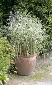 Pin Auf Garten