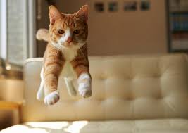 View and share our funny cat wallpapers post and browse other hot wallpapers, backgrounds and images. Cute Cat Wallpapers Lovely Animals Kitten Images Funny Pics Of Cats Cute 1810x1281 Wallpaper Teahub Io