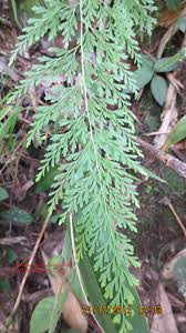 Image result for Odontosoria africana