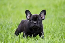 We did not find results for: French Bulldog Puppy Pictures Download Free Images On Unsplash