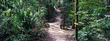Animal conservation, jungle trekking, teaching english, turtle patrol, research and data collection. Download Wallpaper Forest Jungle Nature Walk Malaysia Relaxing Trekking Section Nature In Resolution 3200x1200