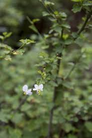 Image result for Hibiscus micranthus