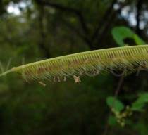 Image result for Ctenium