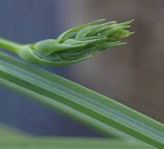 Image result for Dipcadi viride