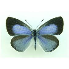 Image result for Celastrina argiolus