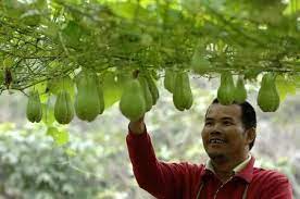 Overhead Mirliton Chayote Trellis Vertical Vegetable Gardens Garden Vines Squash Trellis