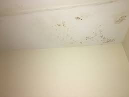 Check spelling or type a new query. Mold And Peeling Paint On Ceiling In Bathroom Picture Of Days Inn By Wyndham Sarasota I 75 Tripadvisor