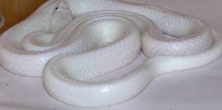 Arti mimpi ular kekenyangan dengan perut buncit. Arti Mimpi Dililit Ular Pinggang Leher Tangan Kaki Primbon Lengkap