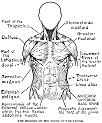 608 x 786 jpeg 90 кб. Body System Outline Coloring Pages Coloring Pages For All Ages Anatomy Coloring Book Human Body Systems Body Systems