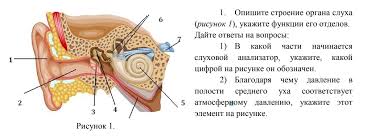 1 Opishite Stroenie Organa Sluha Risunok 1 Ukazhite Funkcii Ego Otdelov Dajte Otvety Na Shkolnye Znaniya Com