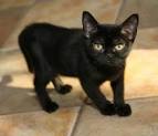 Bombay Cat Breed Profile | Petfinder