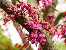 Choosing the right tree isn't difficult but there are a few things to consider. Top 5 Early Spring Flowering Trees Perfect Plants Nursery