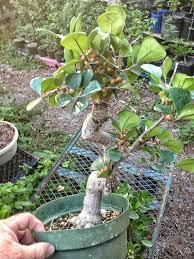 Image result for Ficus triangularis