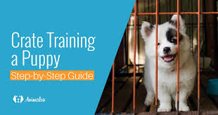 Over 50,000 dogs have been successfully potty trained with our indoor dog potty house, called the potty training puppy apartment®. 8 Steps To Crate Train A Puppy Fast Complete Guide