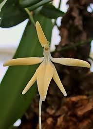 Image result for Jumellea usambarensis