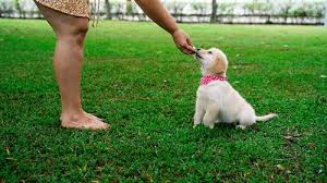 1000 Great Baby Dog Videos Pexels Free Stock Videos