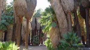 We did not find results for: 5 Fan Palm Behavior Problems
