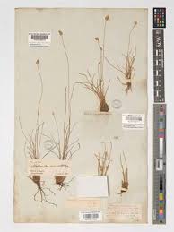 Image result for Bulbostylis scabricaulis
