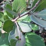 Image result for Searsia lucida