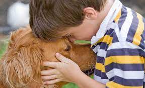 I don't want these dogs to suffer. Where Can I Surrender My Dog For Free