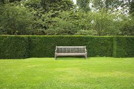 Pflegeleichte Hecken Unsere Top 6 Als Sichtschutz Plantura Schlafzimmer Pflanzen Pflanzen Pflegeleichte Pflanzen