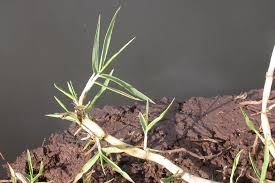 Image result for Setaria geminata