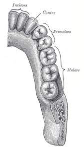 Sejalan dengan definisinya, keempat gigi bungsu tersebut terletak di area paling belakang pada deretan gigi atas dan bawah anda.1 x teliti sumber oleh karena gigi bungsu merupakan kelompok gigi yang tumbuh. Molar Tooth Wikipedia
